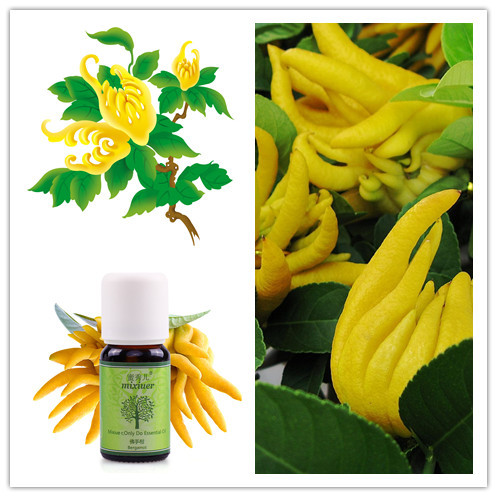 high efficient onion/cumin simmondsia chinensis/cinnamon/rhodiola rosea/ seed oil distillator