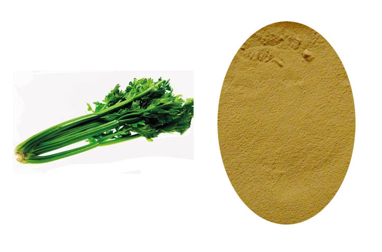 100% Organic Dehydrated Celery/Celery Seed Extract/Celery Leaves Powder