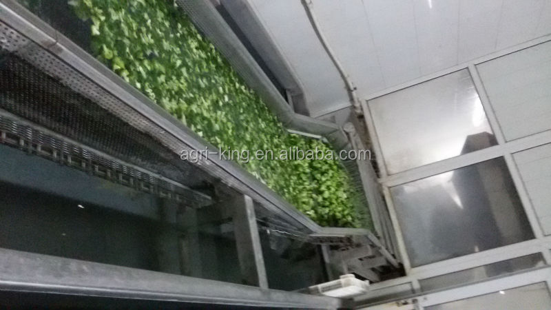 2014 new high quality frozen broccoli & iqf broccoli price