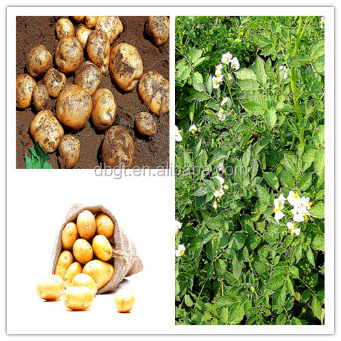 The latest listing of clean fresh potato