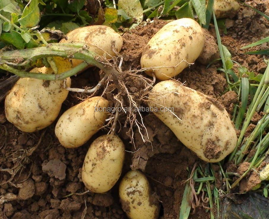 Chinese new crop fresh Holland Potato