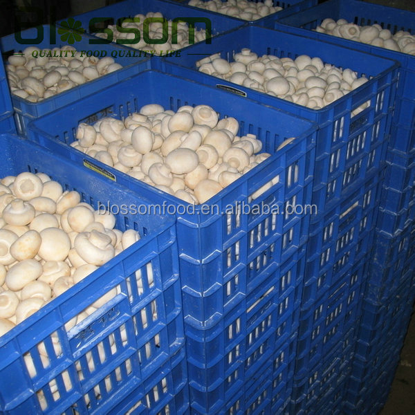 IQF frozen fresh sliced champignons white mushroom