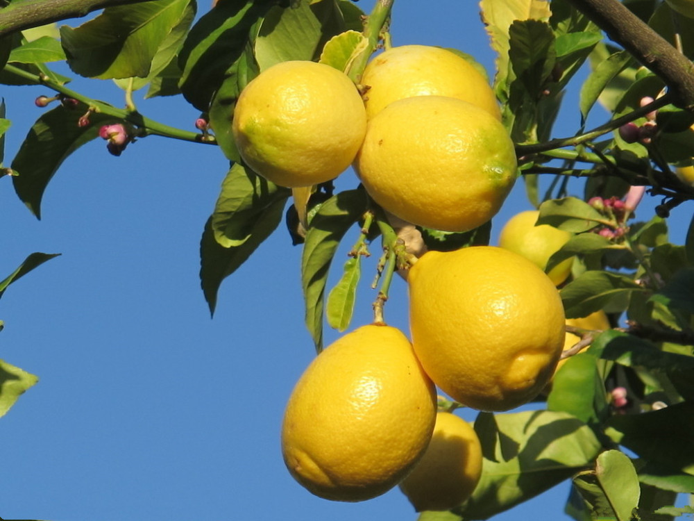 fresh lemon 27.jpg