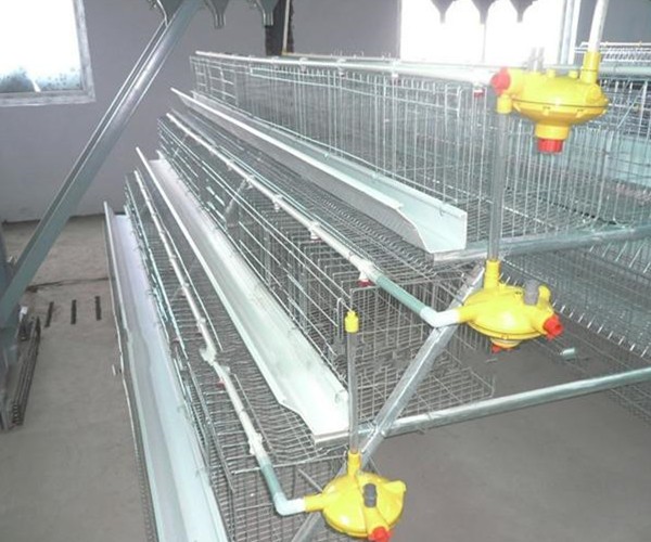 cage for 96 chickens.jpg