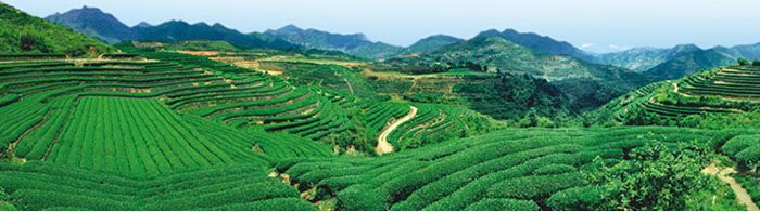 Spring refined flavored famous gunpowder green tea