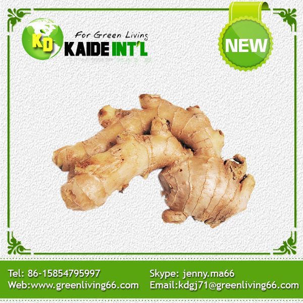 Fresh Ginger--Global Gap Certified