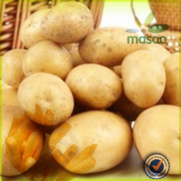 holland potato certified fresh sweet potato exporter