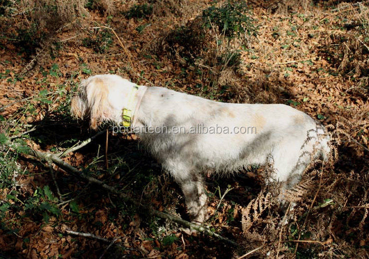 hunting dog collar