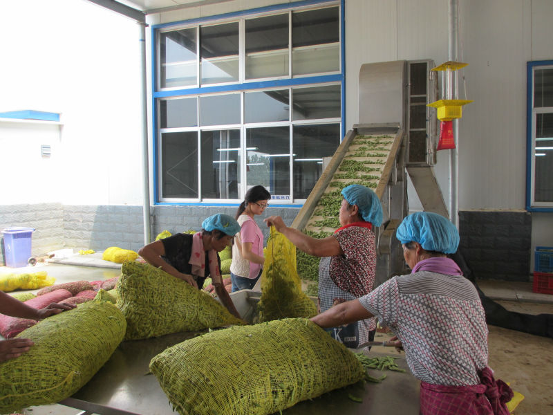 IQF GREEN SOYBEAN Frozen Edamame