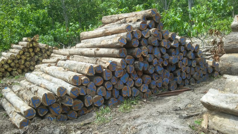 Burma Teak Logs Buy Burma Teak Logs,Burma Teak Wood Round Log,Buema