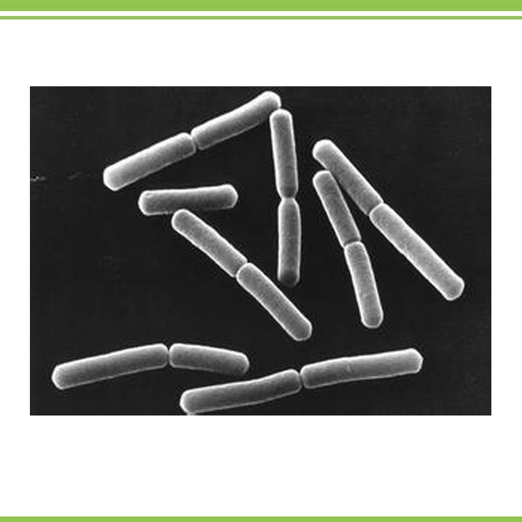 bacillus subtilis