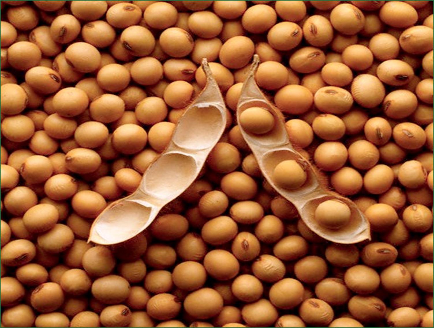 Non GMO Soybeans