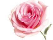 バラの香り''rose''biapharmaバスミルクバスミルクbiaバイオ化粧品問屋・仕入れ・卸・卸売り