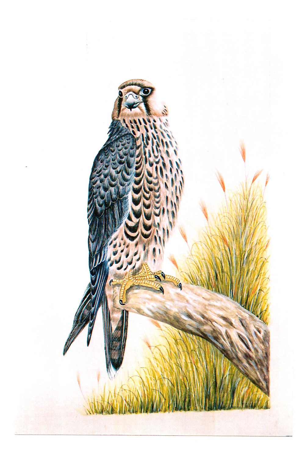 Falcons 001.JPG