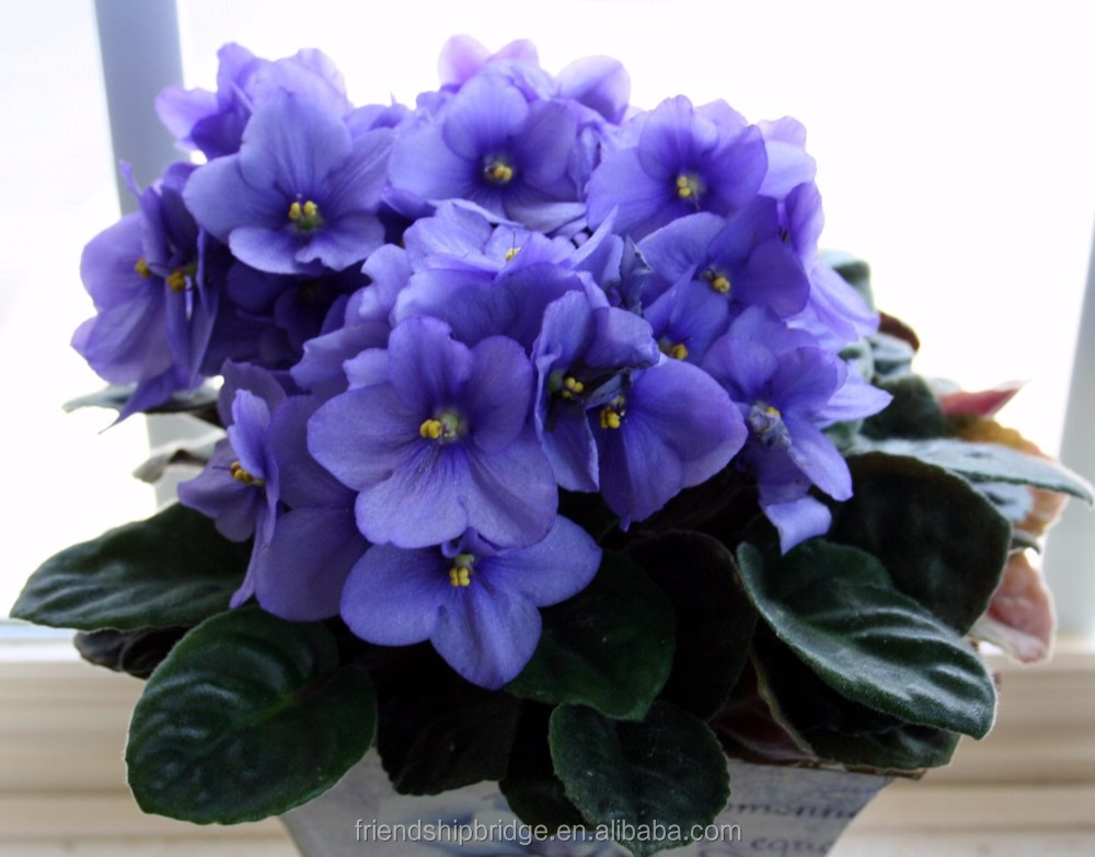 african violets.jpg