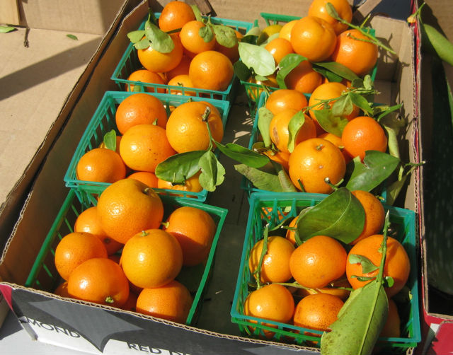 Fresh Tangerines, Oranges, Limes, Lemons