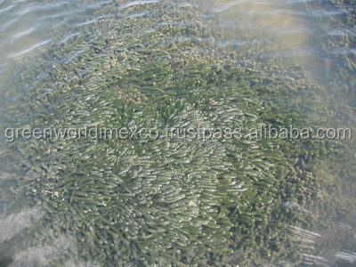 RONG NHAT TAI NINH HOA.jpg