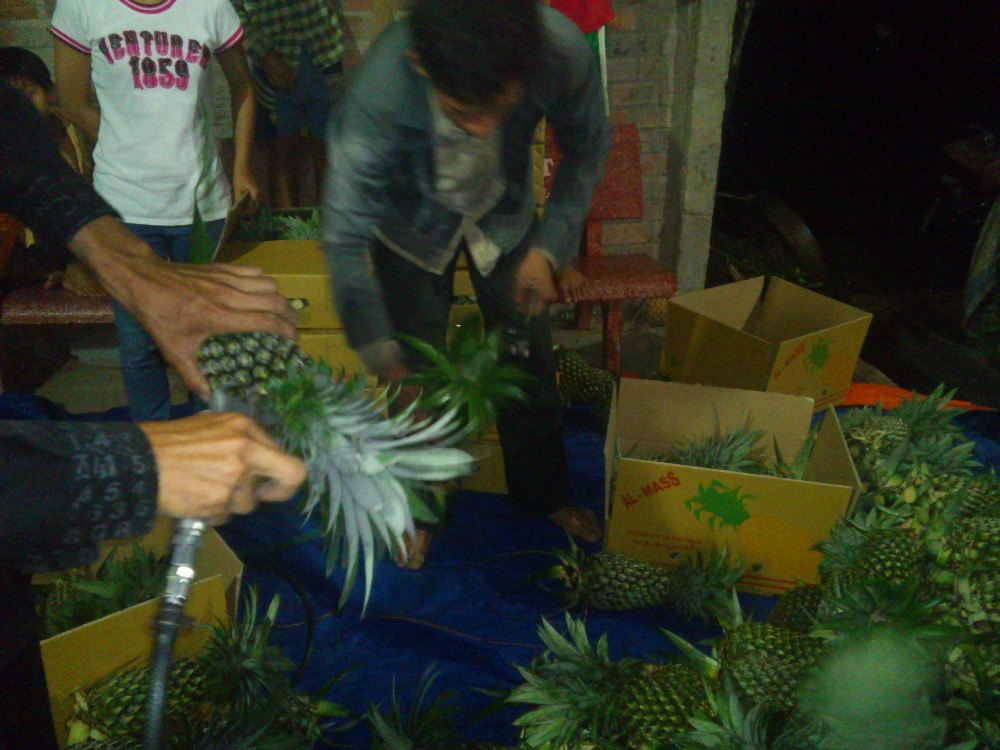 FRESH PINEAPPLES WITH BEST PRICE AND GOOD QUALITY