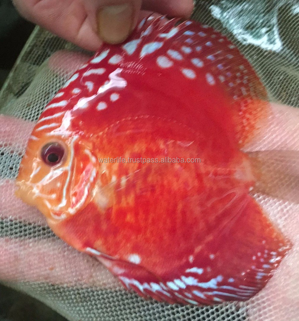 malaysia discus fish breeder