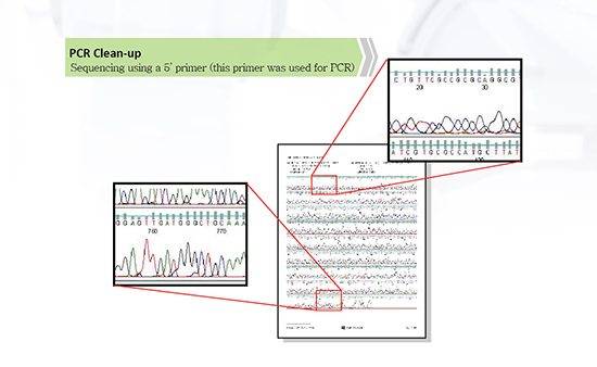 Genenmed Gel/PCR kit (spin column type)