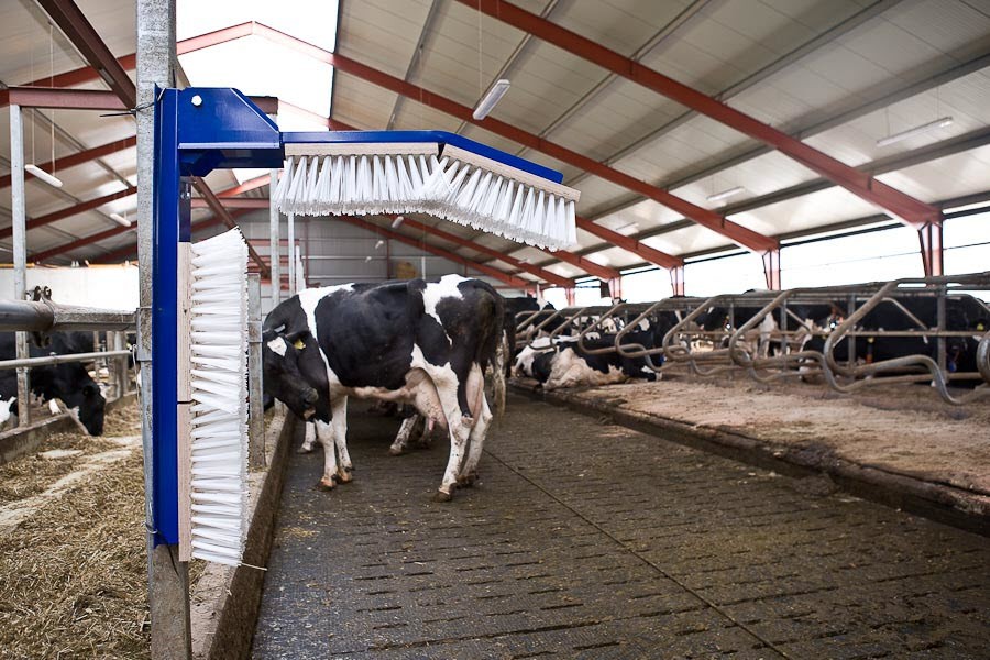 Wholesaler Heavy Duty Super Cow Scratcher Cattle Brush Buy Cattle