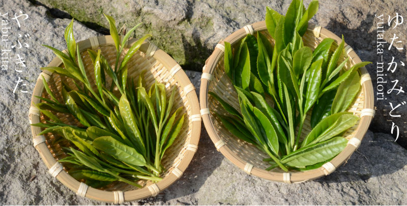 Ginger Extract, Japanese high quality ginger tea made by chemical free ginger