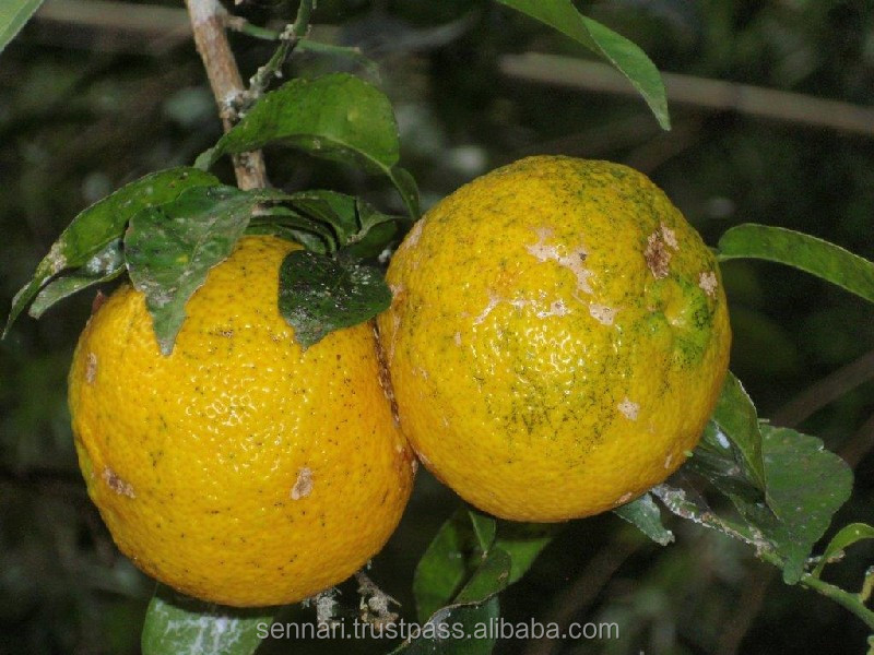 Various taste of drinkable vinegar cider as health tonic