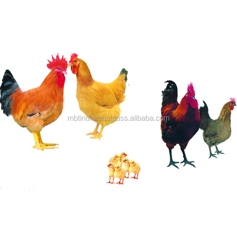 牛屠殺装置七面鳥屠殺設備家禽の食肉処理ユニット職業の生産鶏アヒルの最も安い価格仕入れ・メーカー・工場