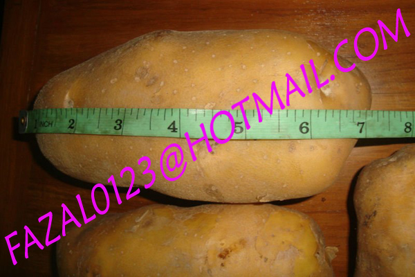 FRESH POTATO FROM EXPORT TRADE ASSOCIATE (4).jpg