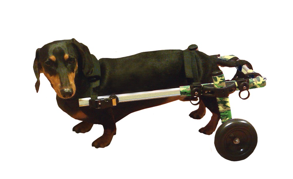 Walkin wheels dog wheelchair used