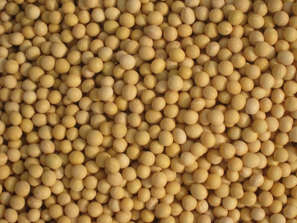 Soya beans