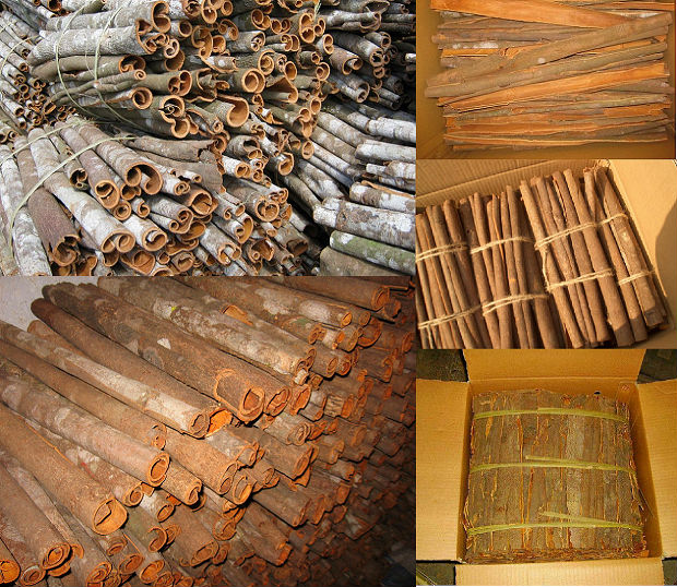 Bulk source Cassia for export