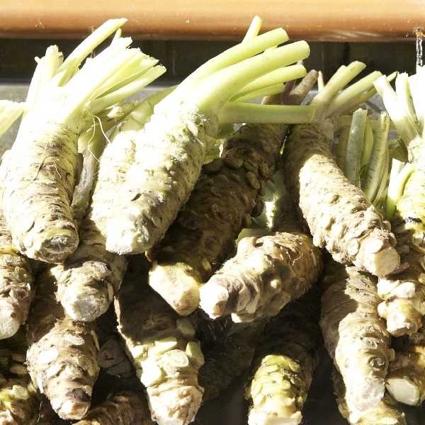 Japanese flavorful wasabi seasoning powder for spices importers
