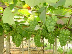 Nfc (ないから濃縮物)果物と野菜直接搾汁植物、ジュース生産ライン仕入れ・メーカー・工場