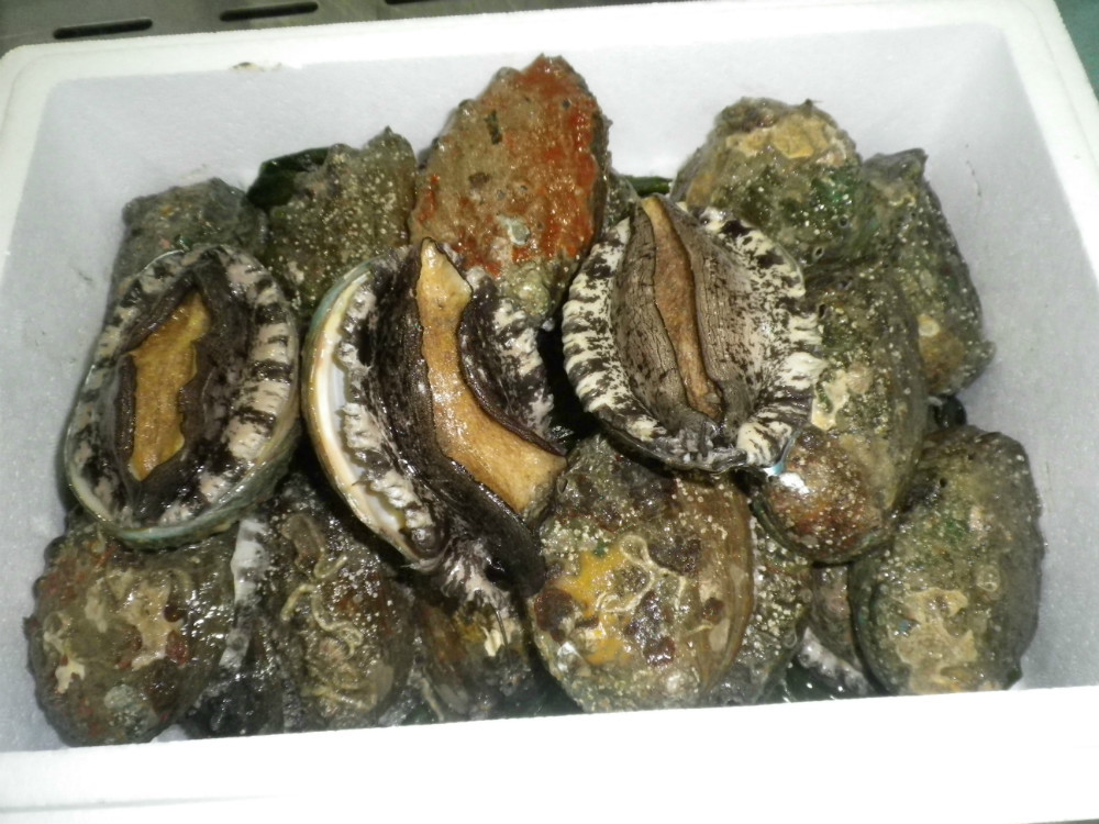 Live Abalone Buy Live Abalone Product on