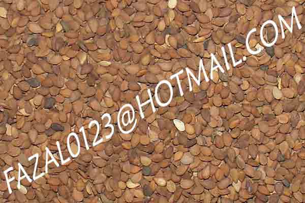 SESAME-SEEDS-(3).jpg