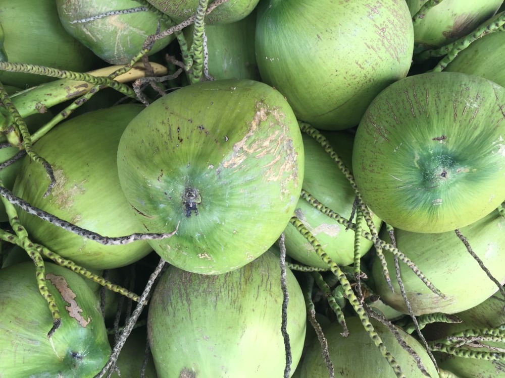 Young Thai Coconut Buy Organic Young Thai Coconuts Product on