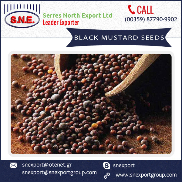 fresh and natural black mustard seed(brassica nigra) for sale