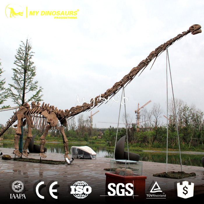 dinosaur fossil.jpg