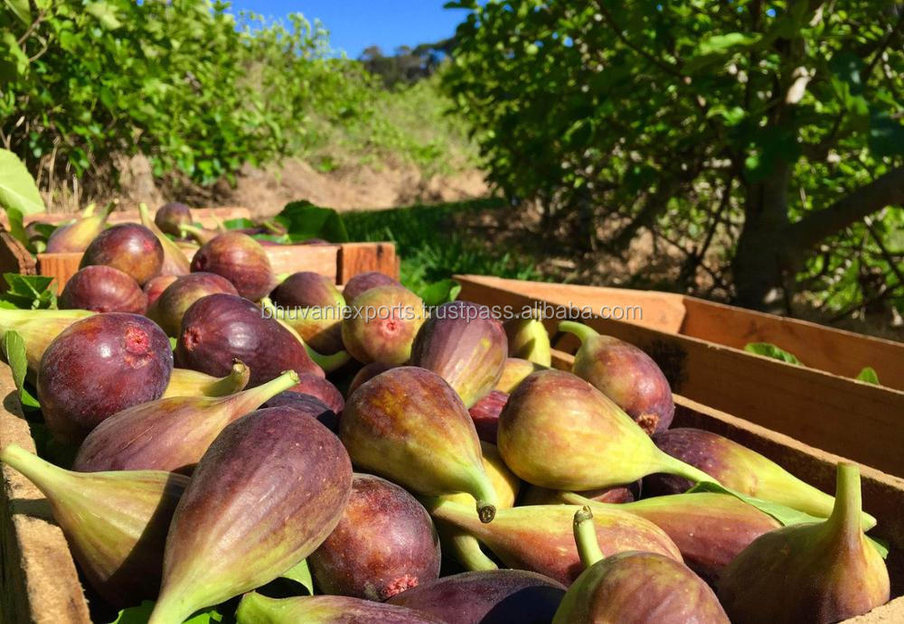 Fresh Fig Fruits! Buy Fig Fruit Product on